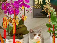 -lincat·猫舍(广州店)