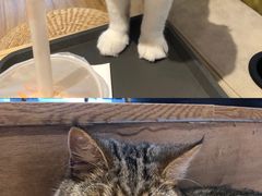 -啵啵喵·猫咖(攀华国际店)