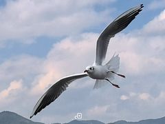 -海埂大坝