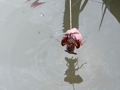 -同銮特种养殖场·龙虾垂钓