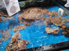 水产区-盒马鲜生(馥邦国际店)