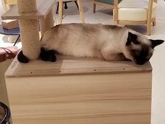 -藏猫猫咖啡主题馆(中央大道店)