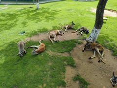 -西霞口神雕山野生动物世界