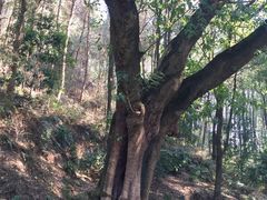 -伴山茶苑·一盏冰茶·半日山居