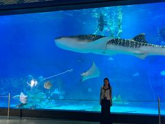 -烟台海昌鲸鲨海洋公园