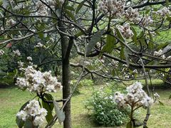 -杭州植物园