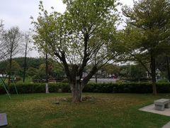 -小洲村