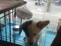-傲雄·叮叮宠物(新华路店)