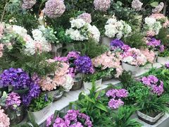 -苏小糖(鼓浪屿三丘田花园店)