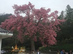 -珠海圆明新园