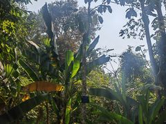 -中国科学院西双版纳热带植物园