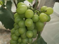 -马陆小张葡萄园农家乐