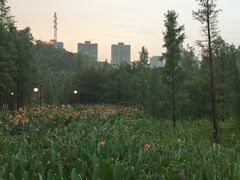 湿地植物-重庆彩云湖湿地公园