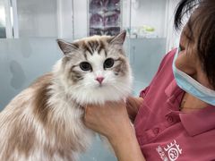 -爱洗澡的猫(望京店)