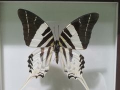 -上海昆虫博物馆