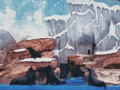 -上海海昌海洋公园