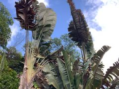 -深圳仙湖植物园