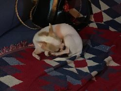 -椿树下·Tattoo纹身工作室