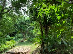 -深圳仙湖植物园
