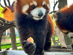 -常州淹城野生动物世界