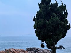 -小麦岛公园