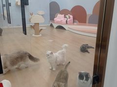 -1013 PET SHOP 宠物商店(近铁城市广场店)