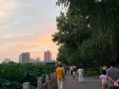 -莲花池公园