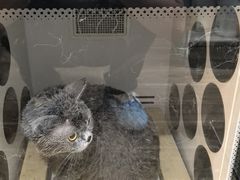 -猫大福·Fortune Cat猫舍(百子湾店)