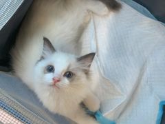 -芭比堂动物医院·犬猫全科·异宠专科(雁塔分院)