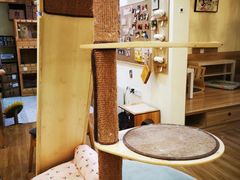 -滚猫咖啡·猫咖·猫友好撸猫(未来城店)