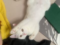 -屋虎猫馆(宝安大仟里店)