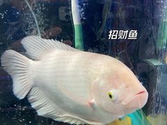 -益财水族馆