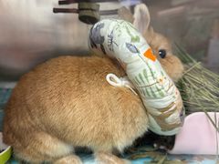 -立德异宠动物医院.兔鸟爬.内窥镜(天河店)
