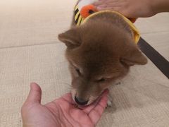 -逗柴咖啡屋·狗咖猫咖宠物桌游