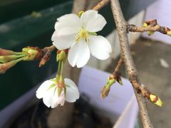 -1点点(清湖地铁店)