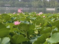 -莲花池公园