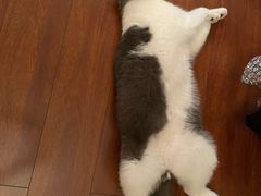 -蒋六十八梯眼镜面(渝中店)