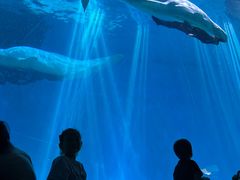 -芜湖新华联大白鲸海洋公园