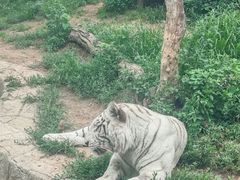 -大连森林动物园