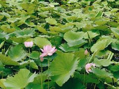 -宜兴龙背山森林公园
