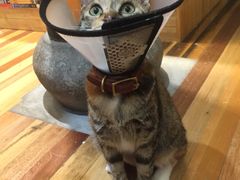 -猫的天空之城概念书店(杭州南宋御街店)