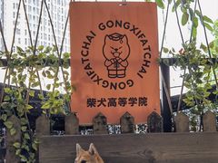 -柴犬高等学院·狗咖·柴犬售卖·宠物训练