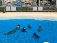 -上海海昌海洋公园