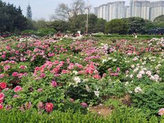 -洛阳市隋唐城遗址植物园