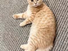 -唐小姐の私宠·宠物洗护美容·撸猫馆·购宠(周浦万达旗舰店)