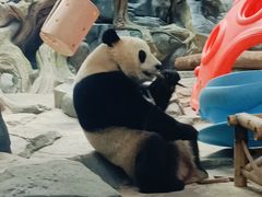 -武汉动物园