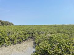 -北海金海湾红树林生态旅游区