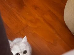 -1013 PET SHOP 宠物商店(近铁城市广场店)