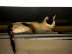 -北京市陈经纶中学