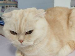 -喵的天空名猫咖啡馆·撸猫·猫舍·用品